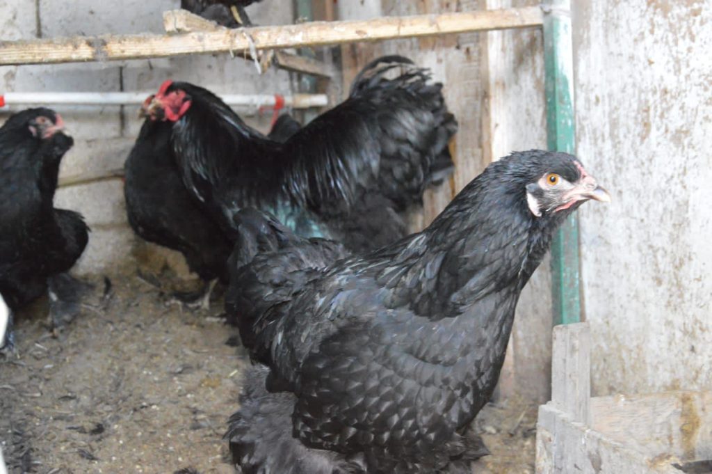 Black Brahma Kuluçkalık Yumurta