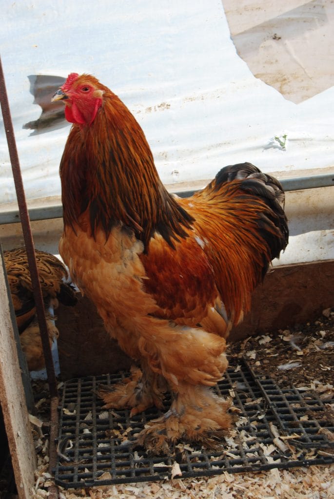 Buff Brahma Kuluçkalık Yumurta