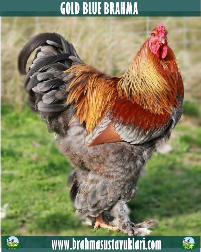 Gold Blue Patrick Brahma Kuluçkalık Yumurta