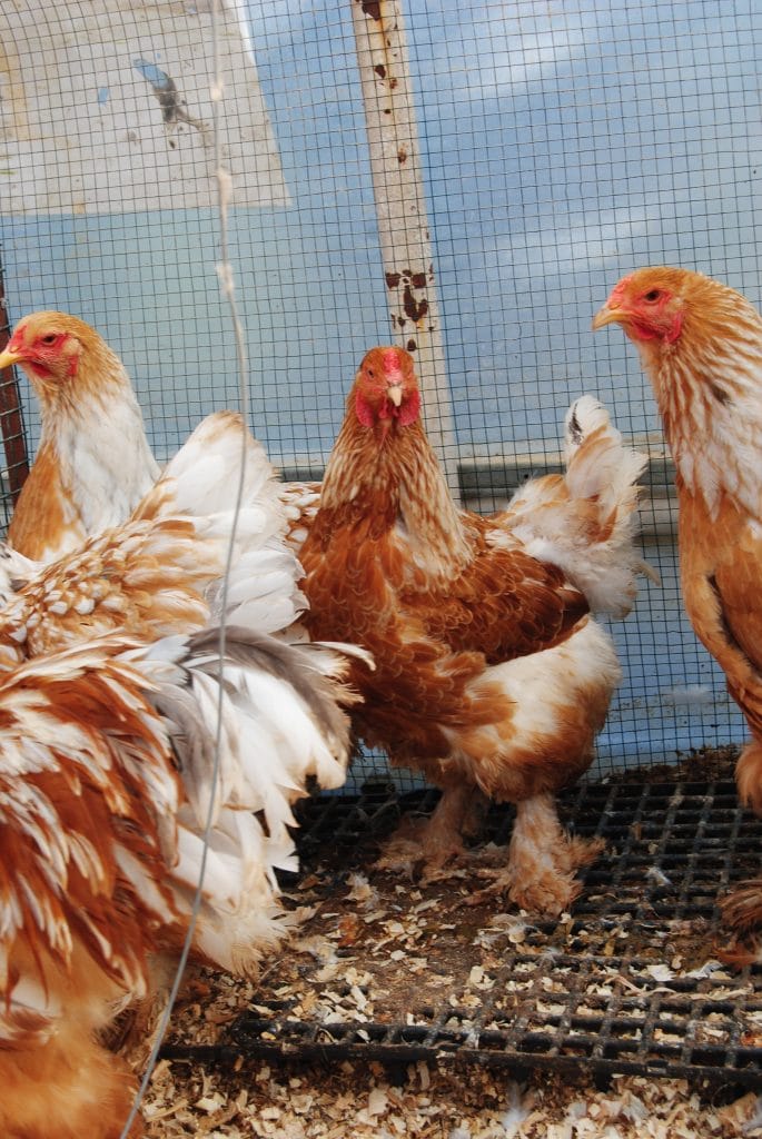 Lemon Pyle Brahma Kuluçkalık Yumurta