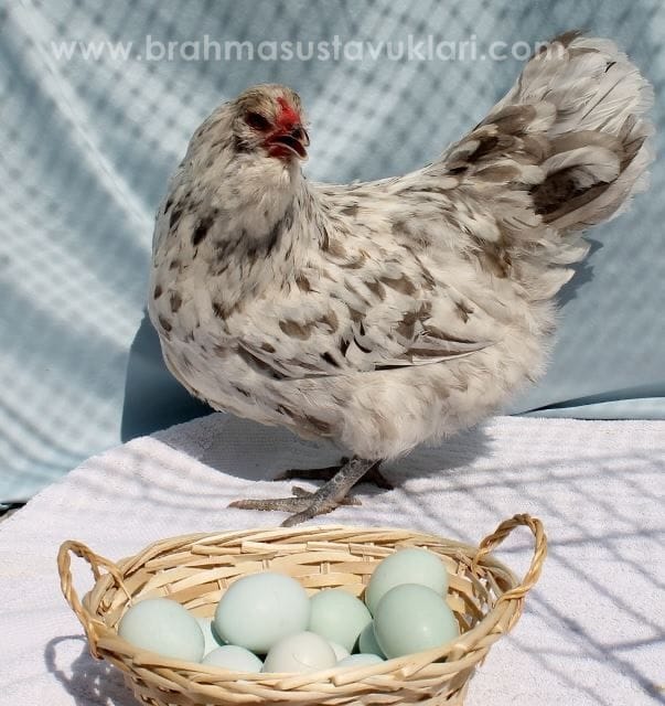 Blue Ameraucana Kuluçkalık Yumurta